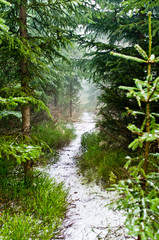 Poster - Path in forest during the autumn