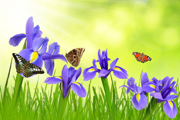 Wall Mural - Iris flowers with dewy grass and butterflies