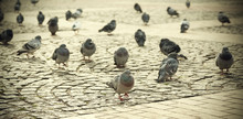 Retro Filtered Picture Of Pigeons On Pavement In A City.