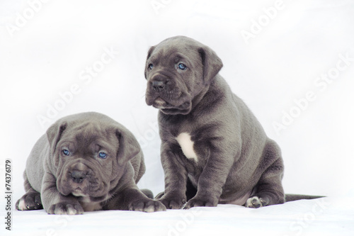 Grey Cane Corso Puppies Buy This Stock Photo And Explore
