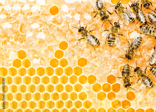Plakat Pracujące pszczoły
