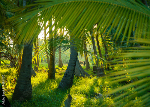 palmowy-las-tropikalny-z-ogromnymi-liscmi-palm-na-pierwszym-planie