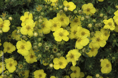 Fotografia, Obraz Potentille, Potentilla fruticosa, Variété Kobold