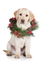 Labrador Retriever Puppy With A Wreath