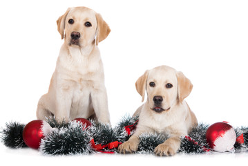 Sticker - two yellow labrador puppies with Christmas decorations