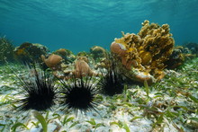 Long Spined Sea Urchins Underwater