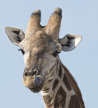Etosha National Park Namibia, Africa  Giraffe.