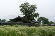 Wild flowers and a traditional korean house