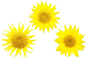 Wall Mural - set of sunflowers isolated on white background