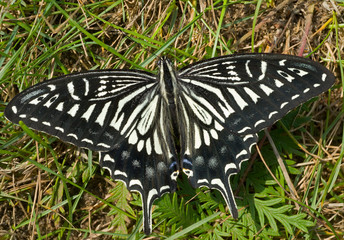 Poster - Butterfly (Papilio xuthus) 24