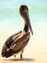 Canvas Print - Brown pelican on mexican beach