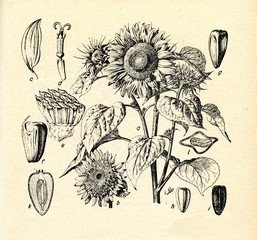 Wall Mural - Common sunflower (Helianthus annuus)