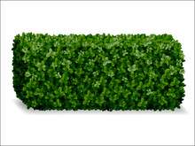 Boxwood Hedges Ortho, Decorative Green Fence