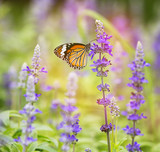 Fototapeta Lawenda - Monarch butterfly on flower in garden on morning