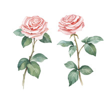 Watercolor Illustrations Of Rose Flowers