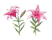 Watercolor Illustration Of Lily Flowers