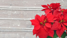 Poinsettia And Snow. Christmas Flower On Wooden Background