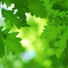 Lush And Green Oak Leaves In Early Spring