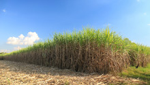 Sugar Cane Field In Blue Sky