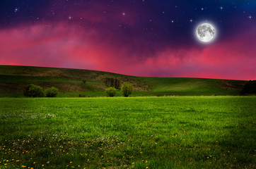 Canvas Print - Flower field in the night.