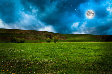 Wall Mural - flower field in the night.