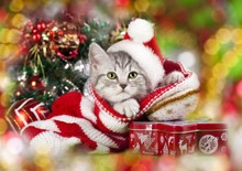 Christmas Kitten In Santa Hat
