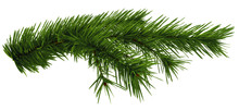 Christmas Tree Fir Branch