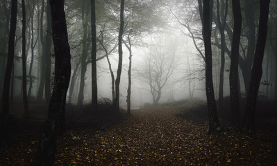 Wall Mural - forest path