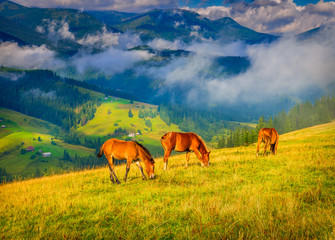 Wall Mural - amazing mountain landscape with fog and horses