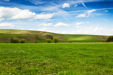 Wall Mural - green field and blue sky
