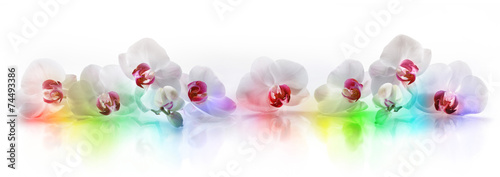 Naklejka na kafelki Orchideen mit Regenbogenfarben