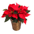 Red poinsettia flower isolated on white. Christmas Flowers