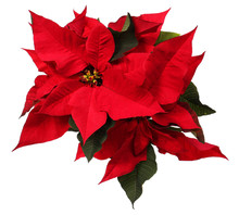 Red Poinsettia Flower Isolated On White. Christmas Flowers