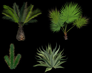 Poster - green palm trees and cactus isolated on black