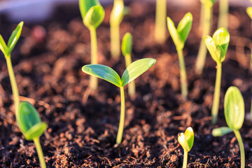 Young green plant in soil