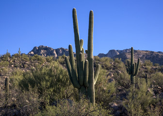 Canvas Print - Arizona's Catalina State Park