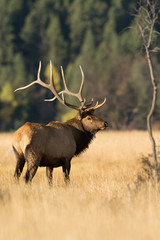 Wall Mural - North American elk