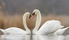 Two Swans In Love And Nice Blurred Background