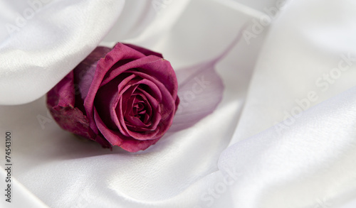 Naklejka dekoracyjna rose sur satin blanc