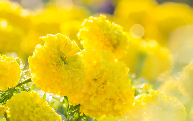 Wall Mural - Marigold flowers with water drop in the morning