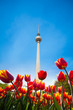 Berliner Fernsehturm view with red tulips