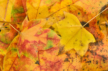 Leaves Fallen On Ground