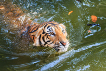 Bengal Tiger (Panthera Tigris Tigris) Swimming In A Pool At The