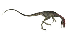 Compsognathus Dinosaur Walking - 3D Render