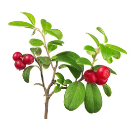 Wall Mural - six cowberries on green branch
