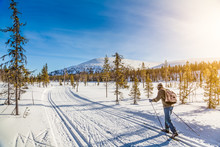 Cross-country Skiing In Scandinavian Winter Landscape At Sunset