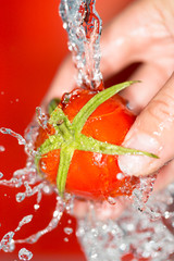 Sticker - ripe tomatoes in his hand in the water on a red background