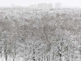 Wall Mural - above view of snow forest and urban buildings