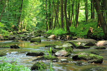 Canvas Print - small river in the green forest