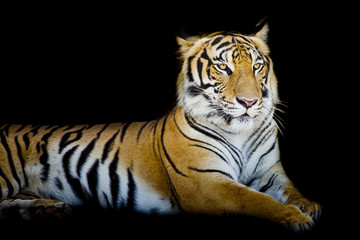 Fotomurali - Grand Tiger